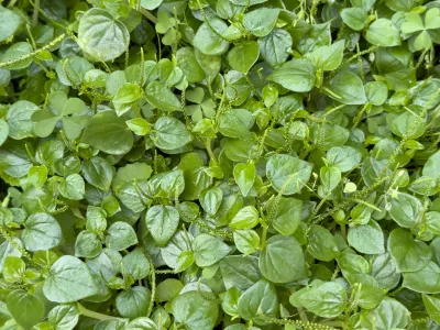 Navadna kreša / Foto: Siravich Larkjit