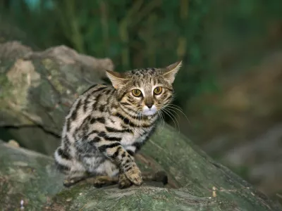 Videti je tako nebogljena … / Foto: Istock