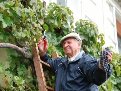 Mag. Tone Zafošnik, mestni viničar, trgatev Stare trte 2010