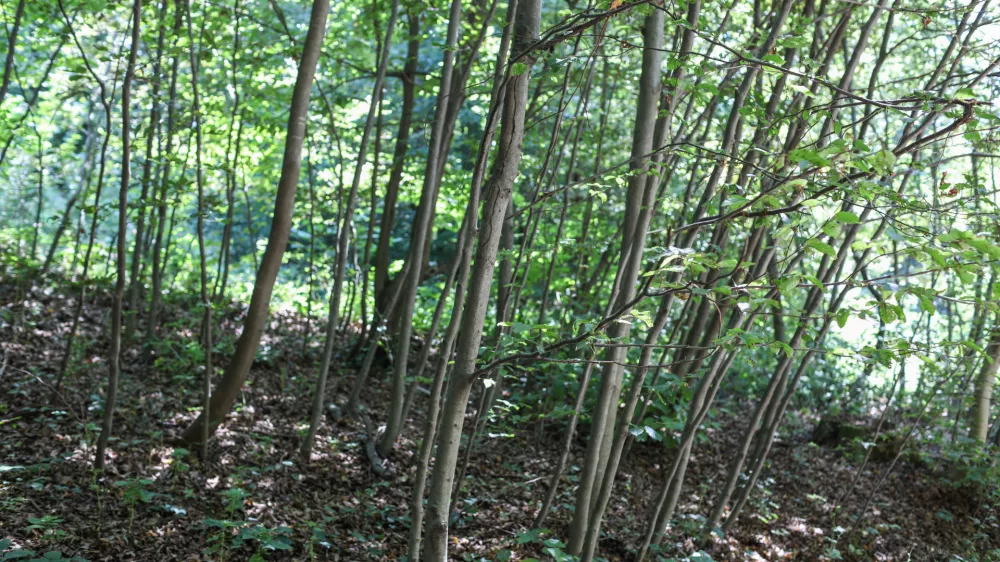  - Pomlajen gozd, - 13.08.2025. - Vodeni ogled območja poseka dreves na Rožniku s predstavniki Zavoda za gozdove in občine Ljubljana. //FOTO: Bojan Velikonja / Foto: Bojan Velikonja