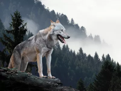 Timber wolf hunting in mountain / Foto: Byrdyak
