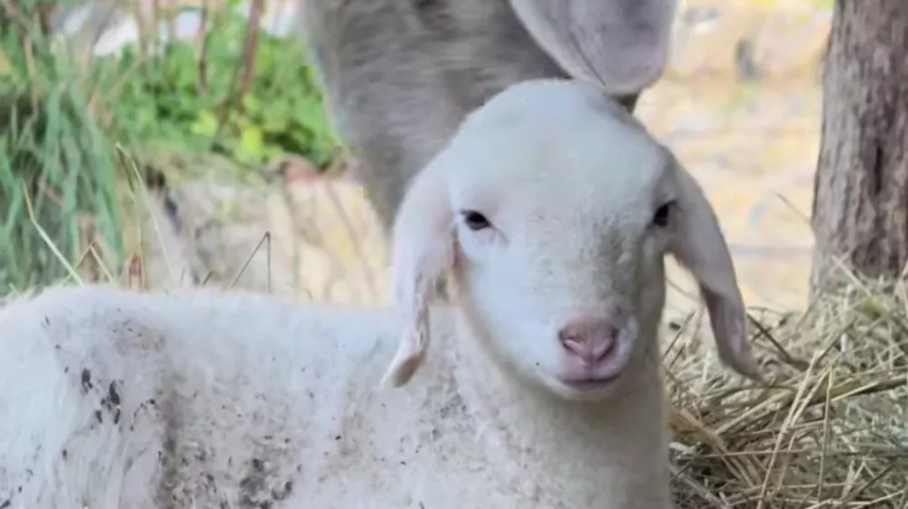 Mali belček s planinskim srcem je novi zvezdnik ZOO Ljubljana,. Foto: posnetek zaslona