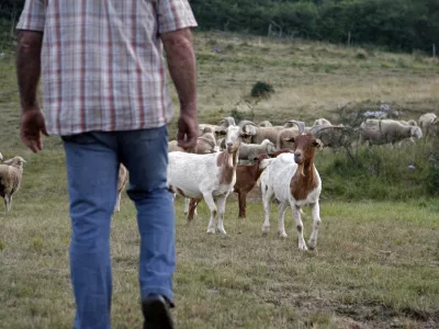 - ovčjereja in kozjereja - ovce - koze - //FOTO: Bojan Velikonja