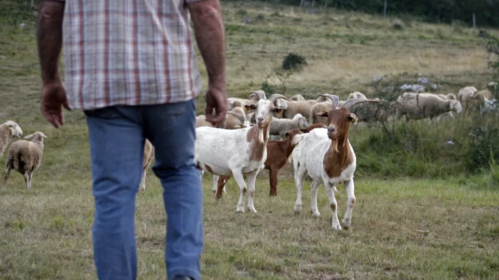 - ovčjereja in kozjereja - ovce - koze - //FOTO: Bojan Velikonja