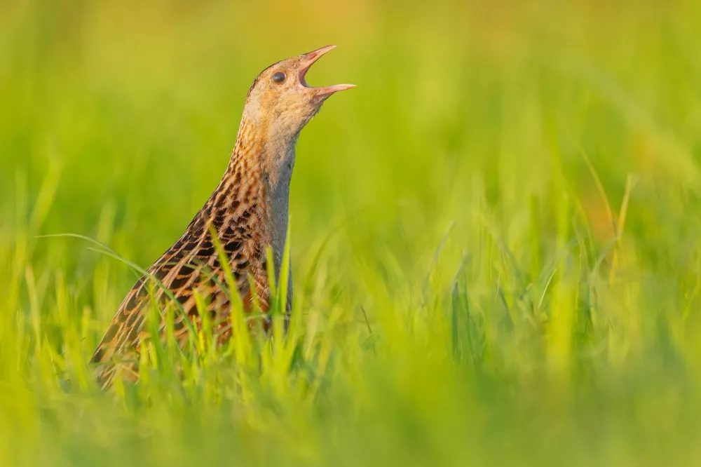 A corncrake bird calls from tall green grass in a sunlit meadow. Beautiful wildlife photography. / Foto: Naturewarrior