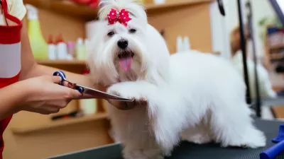 Dolga, mokra in sprijeta dlaka psa ne greje, ampak ga ohlaja in ga naredi dovzetnega za okužbe, opozarja priznana pasja frizerka. / Foto: Getty Images