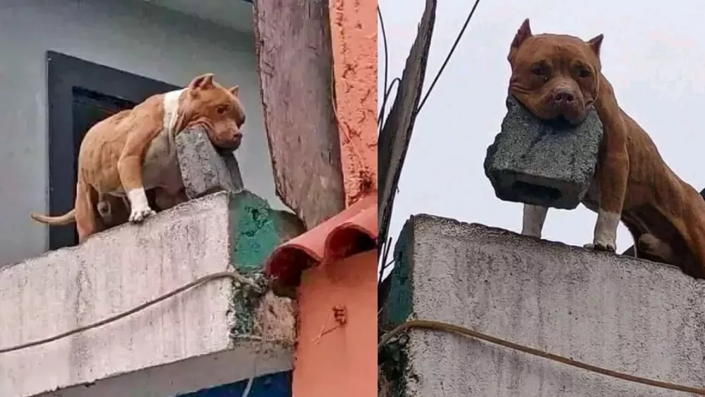 Aretirali so moškega, ki naj bi izšolal psa, da na ljudi pred hišo meče opeko. Foto: posnetek zaslona