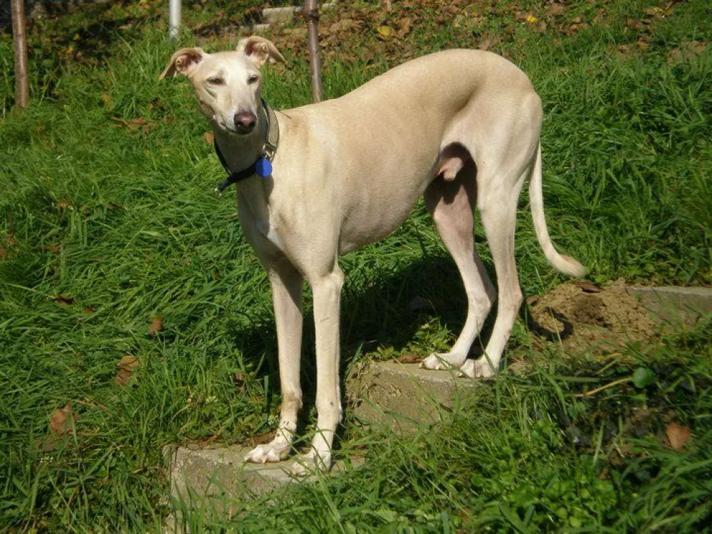 Hrti, reševanje, pes