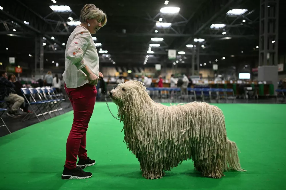 A handler practices with their Komondor dog in an empty show ring on the final day of the Crufts dog show at the National Exhibition Centre in Birmingham, central England, on March 9, 2025.,Image: 974061571, License: Rights-managed, Restrictions:, Model Release: no
