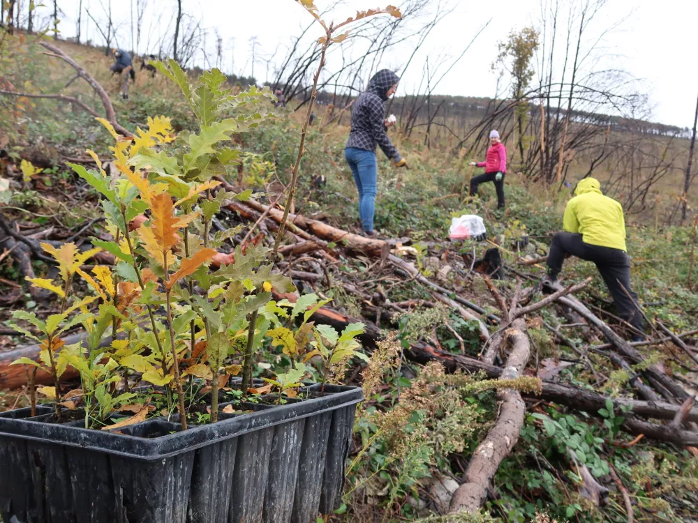 Pogozdovanje Krasa 2024, prostovoljci / Foto: Nata&scaron;a Bucik Ozebek