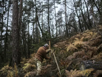 ﻿- 15.11.2014 Rekreativni park Mostec v Ljubljani - Vseslovenska jesenska akcija Obnovimo slovenske gozdove - pogozdovanje ljubljanskih gozdov - obnova v žledolomu poškodovanih gozdov - sadnja sadik gozdnega drevja - obnova gozdov - gozdarstvo - gozdovi - gozd - drevesa - sanacija -  //FOTO: Jaka Gasar / Foto: Jaka Gasar