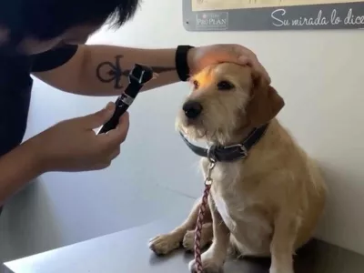 Kužek ni bil slep, le ljudje ga niso zanimali. Foto: reševalna ekipa za živali