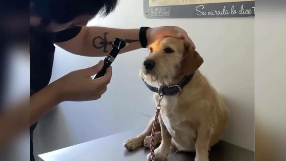 Kužek ni bil slep, le ljudje ga niso zanimali. Foto: reševalna ekipa za živali