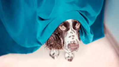 The dog is hiding behind the curtains and is afraid to go out. The concept of dogs anxiety about thunderstorm, fireworks and noises. Pets mental health, excessive emotionality, feelings of insecurity.