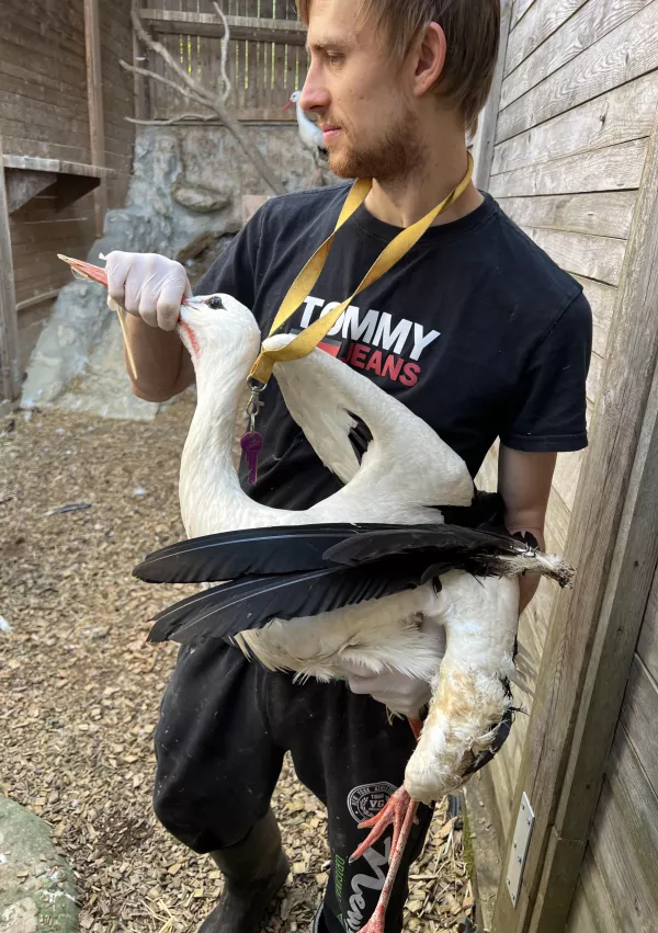 Slika prikazuje odraslo belo &scaron;torkljo, ki je zaradi hrupa dvignila s tal in se zaletela v električne žice ter doživela električni ožig. Posledično ji je odmrl del peruti, kar je povzročilo njeno trajno neletalnost / Foto: Veterina Golob