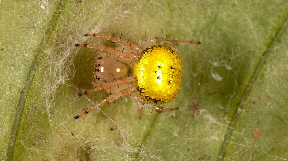 Slovenci na Madagaskarju odkrili novi rod pajkov