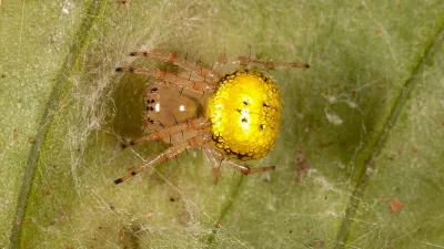 Slovenci na Madagaskarju odkrili novi rod pajkov