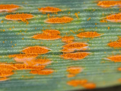Puccinia allii. Slika je simbolična. / Foto: Istock