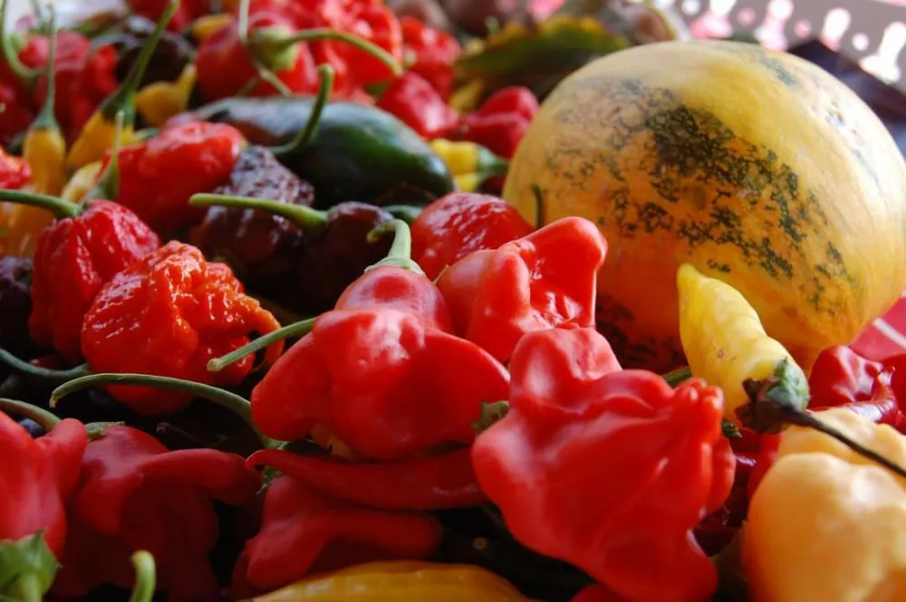 čiliji kmetija Legnar / Foto: Osebni Arhiv