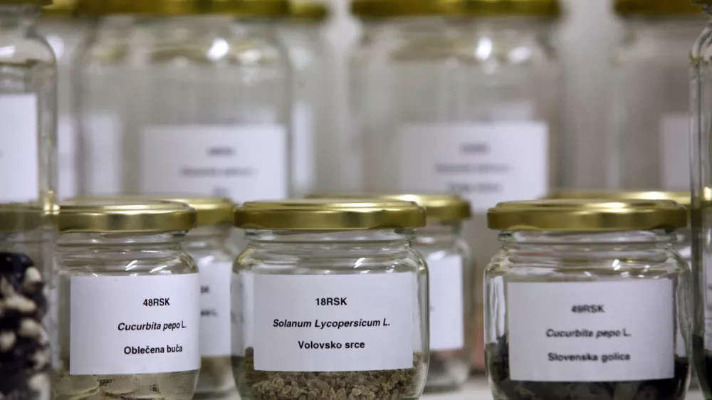 - Društvo varuhi semen Maribor - projekt semenska knjižnica - slovenska avtohtona semena- Digitalni herbarij semenske knjižnice - projekt Urbanih brazd, programskega sklopa EPK, - rastlinska banka semen avtohtonih, domačih in tradicionalnih vrst ter sort kulturnih rastlin, ki si jih je mogoče izposoditi za gojenje. ///FOTO: Luka Cjuha OPOMBA: ZA OBJAVO V PRILOGI – DNEVNIKOV OBJEKTIV - REPORTAŽA 2012