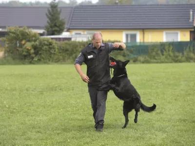 - policijski službeni pes - - 09.10.2018 - Policijska postaja vodnikov službenih psov Ljubljana &ndash; Gmajnice - Oddelek za &scaron;olanje službenih psov  //FOTO: Bojan Velikonja