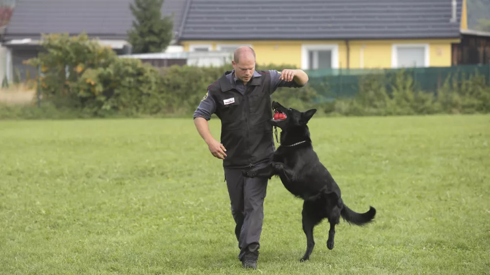 - policijski službeni pes - - 09.10.2018 - Policijska postaja vodnikov službenih psov Ljubljana &ndash; Gmajnice - Oddelek za &scaron;olanje službenih psov  //FOTO: Bojan Velikonja