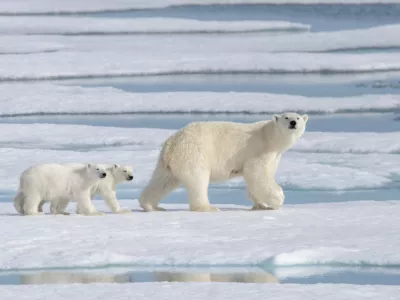 Wild polar bear (Ursus maritimus) mother and cub on the pack ice