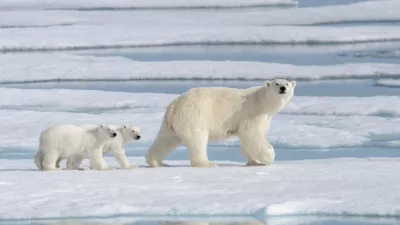 Wild polar bear (Ursus maritimus) mother and cub on the pack ice