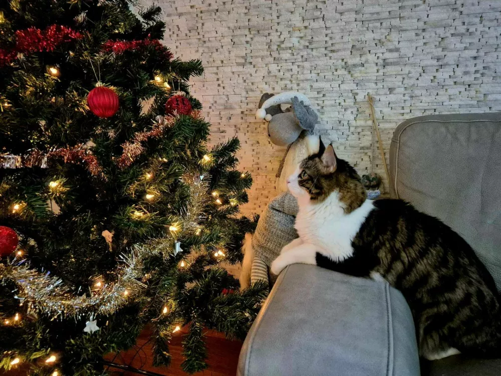 Tik pred skokom? / Foto: Dnevnik.si