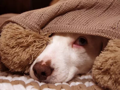 SICK OR SCARED DOG COVERED WITH A WARM TASSEL BLANKET