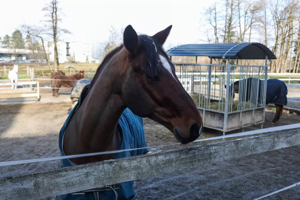 - 29.12.2025. - Reportaža Konjeni&scaron;ki klub Grič v Ljubljani.//FOTO: Bojan Velikonja / Foto: Bojan Velikonja