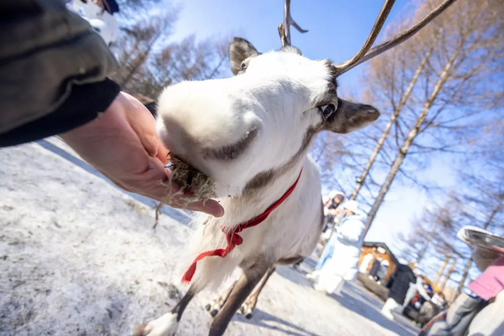 IMAGE DISTRIBUTED FOR JILIN TOURISM - Reindeer Park at the Changbai Mountain Sceneic Tourist Town in Jilin, China on Sunday, Dec. 21, 2025. (Dan Sandoval/AP Content Services for Jilin Tourism)