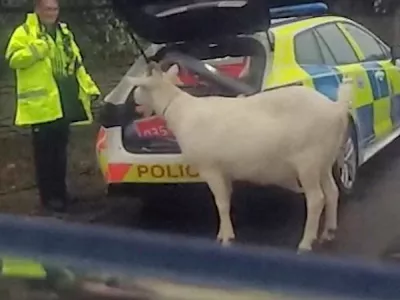 A police officer stands next to a patrol vehicle while attempting to round up a runaway goat, who reportedly was seen chasing a woman and trying to eat oranges from a Christmas wreath, near Chippenham, Wiltshire, Britain, December 18, 2025, in this screengrab taken from a handout video. Wiltshire Police/Handout via REUTERS  THIS IMAGE HAS BEEN SUPPLIED BY A THIRD PARTY. MANDATORY CREDIT.