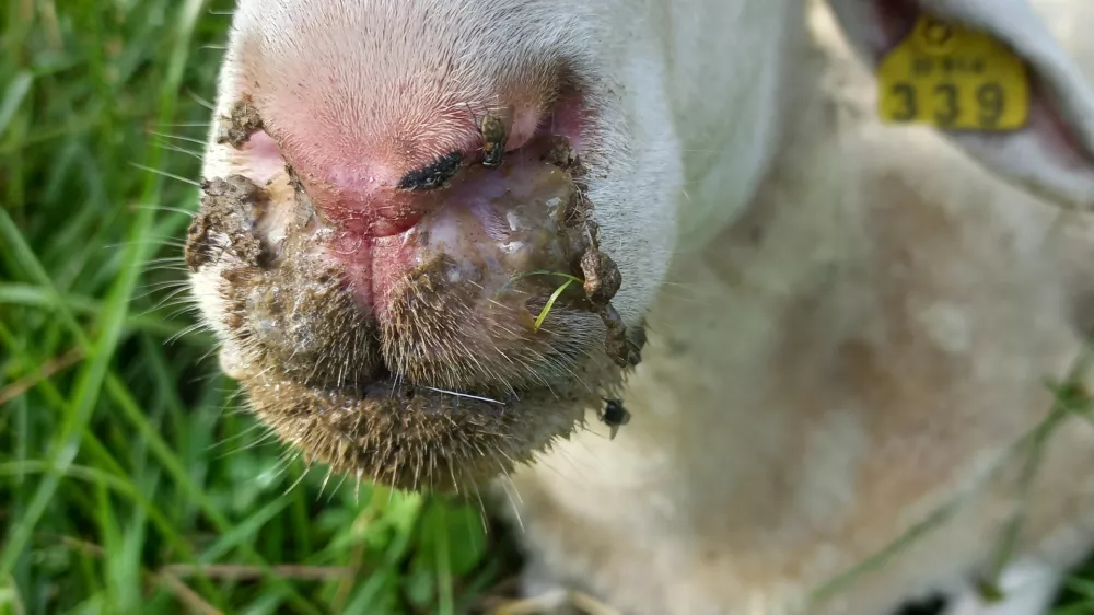 ovca, bolezen modrikastega jezika. Foto: UVHVVR