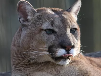 Puma. Simbolična fotografija.