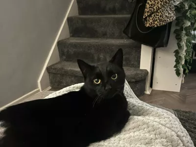 Bindi / Foto: Profimedia