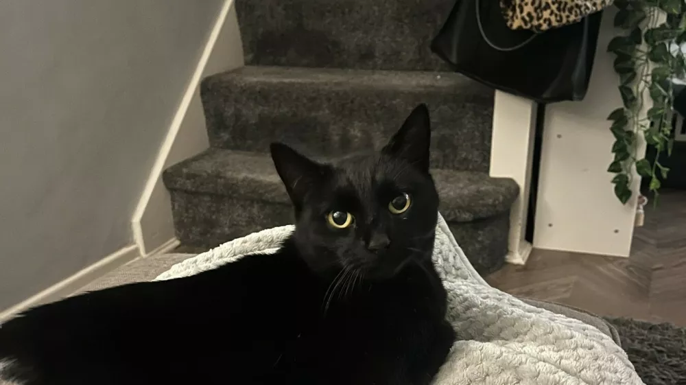 Bindi / Foto: Profimedia