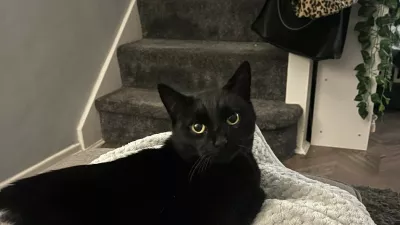 Bindi / Foto: Profimedia