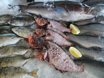 Lionfish, center, are seen at Stefanios restaurant in Larnaca, Cyprus, in the eastern Mediterranean, Thursday, Dec. 18, 2025. (AP Photo/Petros Karadjias)