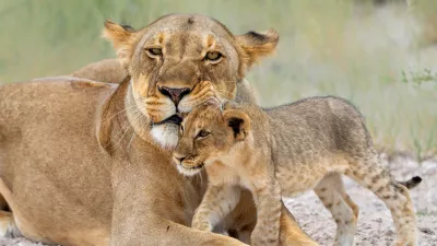 Levinja z mladičem. Tudi med levi je opaziti detomor. / Foto: Istock