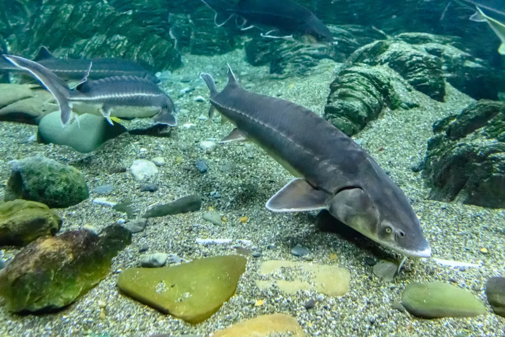 V ribjem svetu veljajo drugačne zakonitosti kot med ljudmi. / Foto: Istock