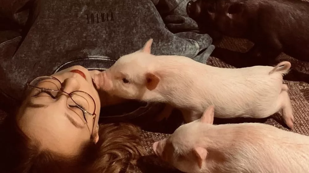 Obiskovalci pogosto opisujejo izku&scaron;njo kot izjemno pomirjujočo. F MiniPig Cafe