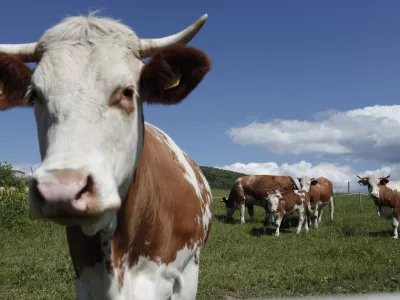 govedoreja - krave - krava -živinoreja - pa&scaron;nik - //FOTO: Luka Cjuha