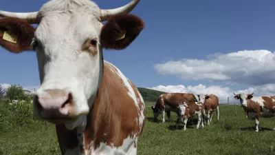 govedoreja - krave - krava -živinoreja - pašnik - //FOTO: Luka Cjuha