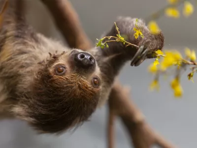 Linnaeus's two-toed sloth (Choloepus didactylus) eats fresh flowers and branches in zoo