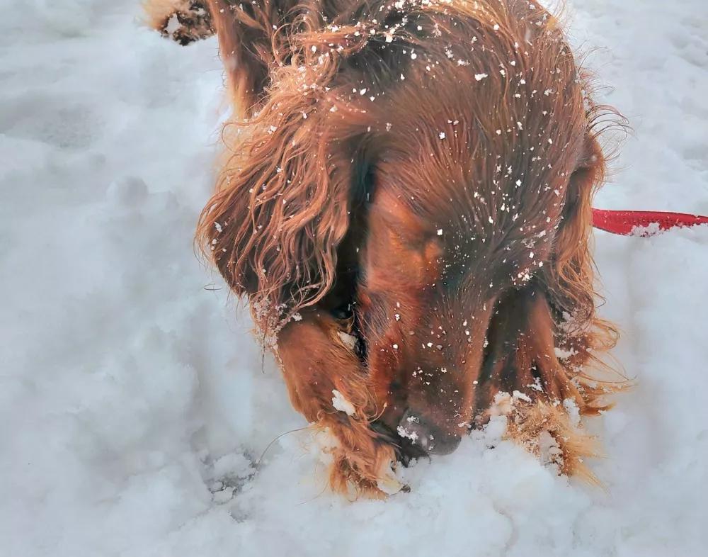 Pes veselje na snegu