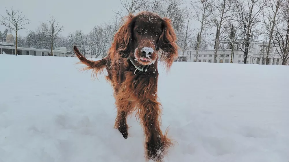 Pes,veselje na snegu