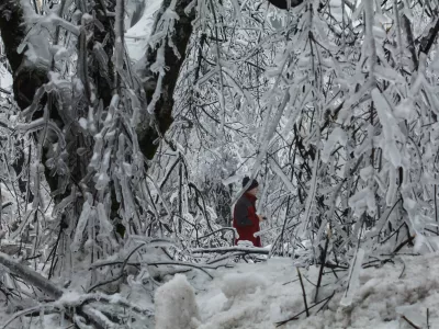 Logatec - - podrta drevesa -- 6.2.2014 - ZIMA FEBRUAR 2014 - največja naravna katastrofa za elektroenergetski sistem v Sloveniji. - snežno-ledena ujma - ledeni oklep - zaradi snega in žledu podrta drevesa in električni drogovi - brez elektrike približno 250.000 ljudi - po&scaron;kodovanih okrog 500.000 hektarjev gozdov, kar je okrog 42 odstotkov celotne povr&scaron;ine gozda - ponekod brez vode ali telefonskih povezav - &scaron;tevilne vasi odrezane od sveta - žled - led - sneg - žledolom  //FOTO: Luka Cjuha.