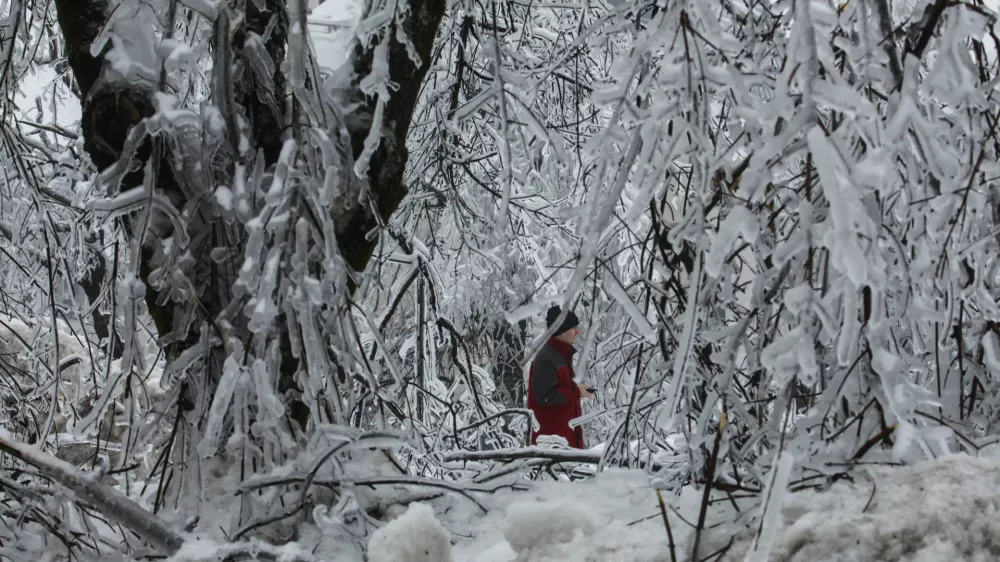 Logatec - - podrta drevesa -- 6.2.2014 - ZIMA FEBRUAR 2014 - največja naravna katastrofa za elektroenergetski sistem v Sloveniji. - snežno-ledena ujma - ledeni oklep - zaradi snega in žledu podrta drevesa in električni drogovi - brez elektrike približno 250.000 ljudi - po&scaron;kodovanih okrog 500.000 hektarjev gozdov, kar je okrog 42 odstotkov celotne povr&scaron;ine gozda - ponekod brez vode ali telefonskih povezav - &scaron;tevilne vasi odrezane od sveta - žled - led - sneg - žledolom  //FOTO: Luka Cjuha.