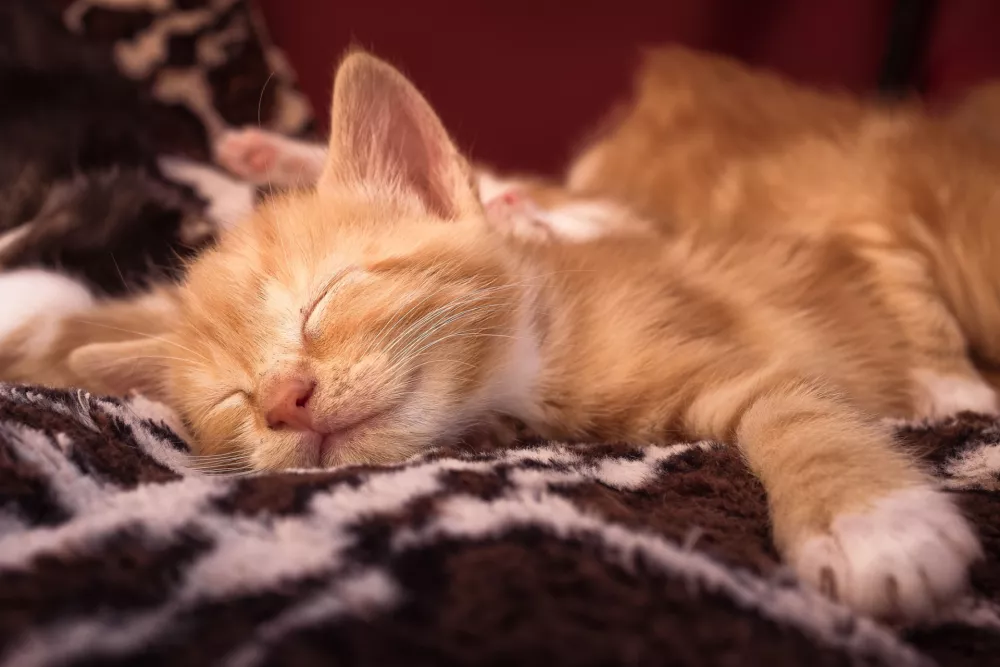 Pomaga tudi odeja ali dvignjena podlaga, kjer je topleje kot na tleh. / Foto: Istock